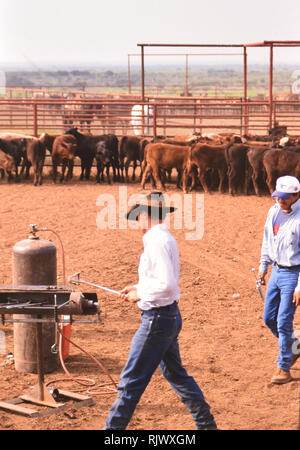 American Cowboys: 1990s Cowboys in the American west during spring branding time on the Triangle Ranch near Paducah Texas ca. 1998. Stock Photo