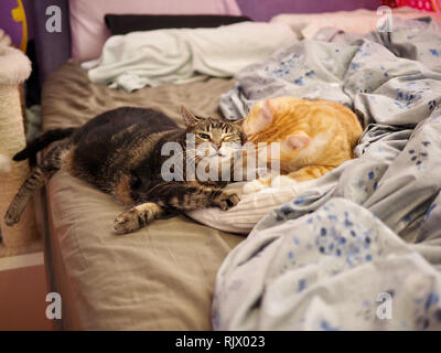Mintie the tabby and Mika the orange tabby snuggling on the bed Stock Photo
