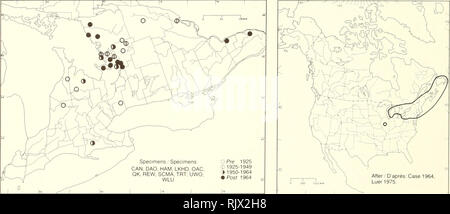 . Atlas of the rare vascular plants of Ontario. Rare plants; Botany. Atlas of the Rare Vascular Plants of Ontario / Atlas des plantes vasculaires rares de l'Ontario ORCHIDACEAE Platanthera blephariglottis (Willd.) Lindl. {Habenaria blephariglottis (Willd.) Hook.) White fringed-orchid PlatanthÃ¨re Ã gorge. After ' D'aprÃ¨s: Case 1964. Luer1975. HABITAT: Open sphagnum bogs. STATUS: Rare in Quebec. Possibly extirpated in Illi- nois; rare in Connecticut, Delaware, and Ohio. HABITAT: Marais de sphaignes ouverts. SITUATION: Rare au QuÃ©bec. Peut-Ãªtre dÃ©racinÃ©e de rillinois; rare au Connecticut, a Stock Photo