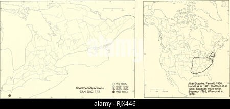 . Atlas of the rare vascular plants of Ontario. Rare plants; Botany. Atlas of the Rare Vascular Plants of Ontario/Atlas des plantes vasculaires rares de l'Ontario LAMIACEAE Blephilia dilata (L.) Benth. Downy wood mint, pagoda plant BlÃ©philie ciliÃ©e. HABITAT: Open ground and thickets on limestone plains. STATUS: Rare in Canada. Possibly extirpated in Delaware; endangered in Massachusetts; threatened in Iowa; rare in Maryland, New York, and Vermont. NOTES: No supporting specimen or reference was verified for a report by Scoggan (1978-1979) of Blephilia ciliata from Walpole Island. A specimen f Stock Photo