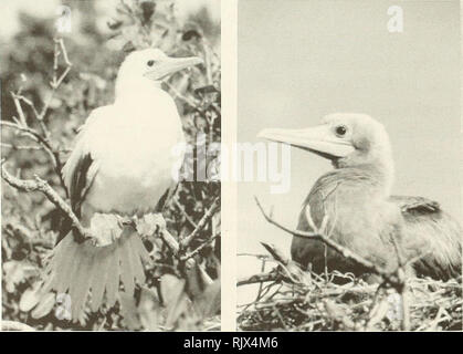 . Atoll research bulletin. Coral reefs and islands; Marine biology; Marine sciences. Figure 26. Short-tailed Albatross (left) and much smaller Laysan Albatross (right) on Sand Island, Midway Atoll. November 21, 1980.. Figure 27. Adult white morph Figure 28. Adult dark morph Red Red-footed Booby on Little footed Booby on Little Cayman Cayman Island. January 26, 1986. Island. January 23, 1986. ,. Please note that these images are extracted from scanned page images that may have been digitally enhanced for readability - coloration and appearance of these illustrations may not perfectly resemble t Stock Photo