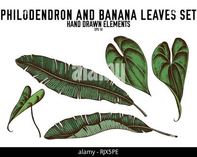 Vector collection of hand drawn colored  philodendron, banana leaves Stock Vector