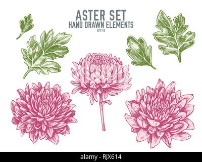 Vector collection of hand drawn pastel aster Stock Vector