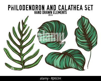 Vector collection of hand drawn colored  philodendron, calathea Stock Vector