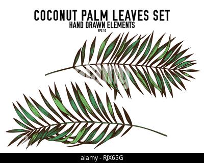 Vector collection of hand drawn colored  coconut palm leaves Stock Vector