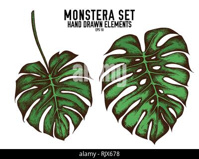 Vector collection of hand drawn colored  monstera Stock Vector