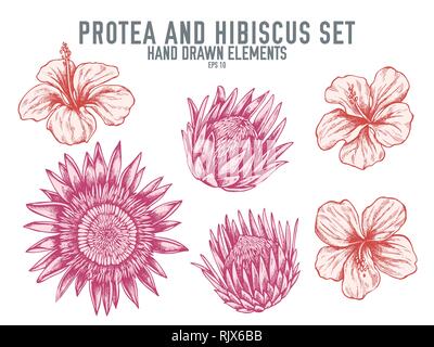 Vector collection of hand drawn pastel protea, hibiscus Stock Vector