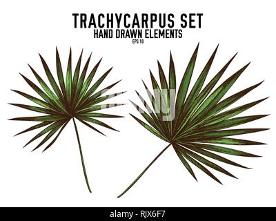 Vector collection of hand drawn colored  trachycarpus Stock Vector