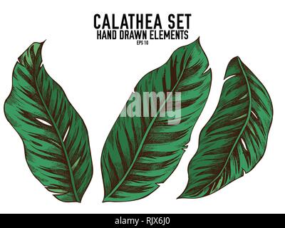Vector collection of hand drawn colored  calathea Stock Vector