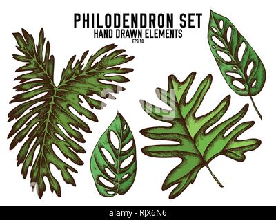 Vector collection of hand drawn colored  philodendron Stock Vector