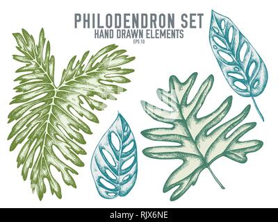 Vector collection of hand drawn pastel philodendron Stock Vector