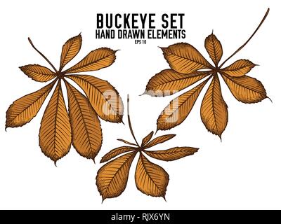 buckeye leaf - color set, buckeye leaf Stock Vector Image &amp; Art - Alamy