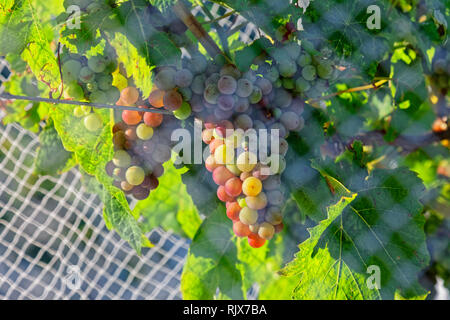 A bunch of grapes protected by white bird proof netting Marlborough New Zealand. Stock Photo