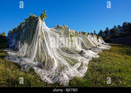White bird proof netting covering rows of grapevines to protect grape production in New Zealand. Stock Photo
