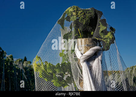White bird proof netting clos up covering rows of grapevines to protect grape production in New Zealand. Stock Photo