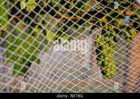 A bunch of grapes behind white bird proof nets in New Zealand. Stock Photo