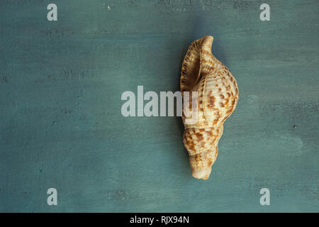 Queen conch seashell Stock Photo