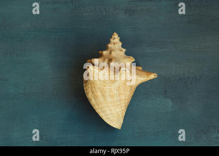 Queen conch seashell Stock Photo