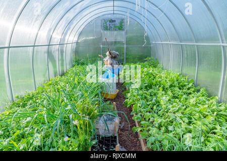 Inside of urban green house. Growing organic vegetables. Urban farming Stock Photo