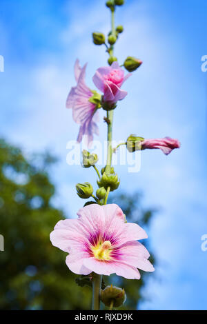 Malva Silvestris. Blooming musk mallow (Malva alcea, cut-leaved mallow, vervain mallow or hollyhock mallow) in summer Stock Photo