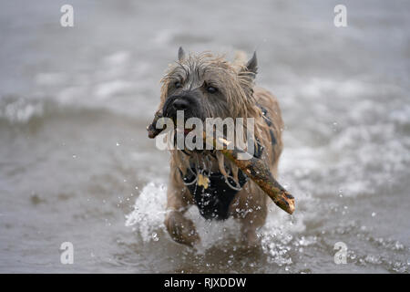 Cairn Terrier fetching stick from the sea, with waves crashing around him. Stock Photo