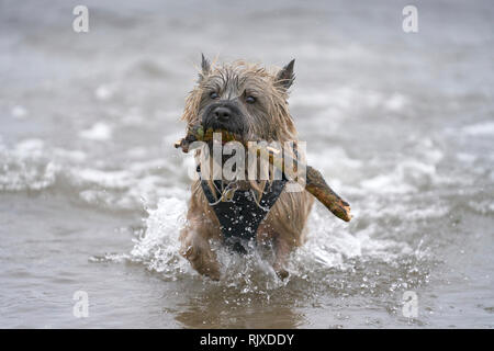 Cairn Terrier fetching stick from the sea, with waves crashing around him. Stock Photo