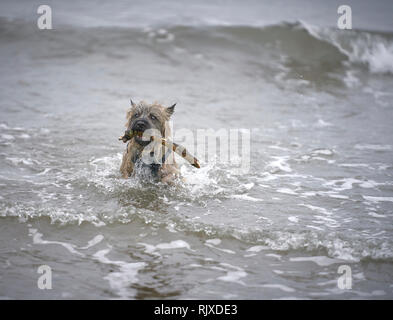 Cairn Terrier fetching stick from the sea, with waves crashing around him. Stock Photo