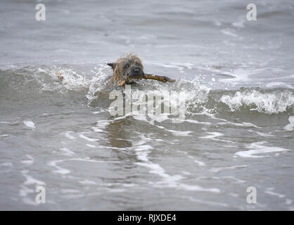 Cairn Terrier fetching stick from the sea, with waves crashing around him. Stock Photo