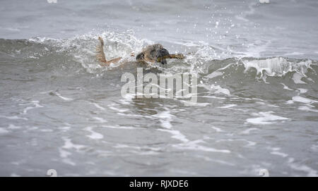 Cairn Terrier fetching stick from the sea, with waves crashing around him. Stock Photo