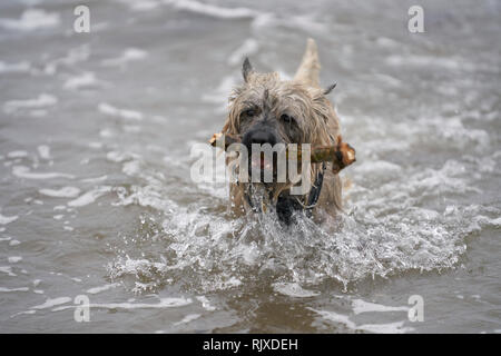 Cairn Terrier fetching stick from the sea, with waves crashing around him. Stock Photo