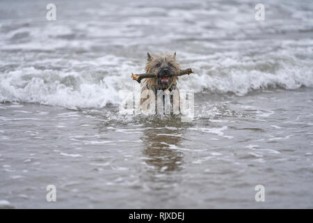 Cairn Terrier fetching stick from the sea, with waves crashing around him. Stock Photo