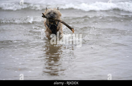 Cairn Terrier fetching stick from the sea, with waves crashing around him. Stock Photo