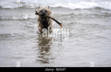 Cairn Terrier fetching stick from the sea, with waves crashing around him. Stock Photo