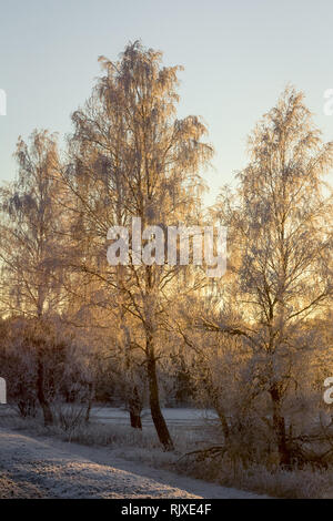 frosty morning in a riverside forest near the danube river in linz ...