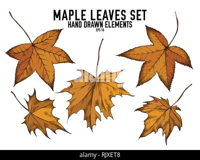 Vector collection of hand drawn colored  maple leaves Stock Vector