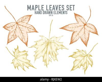 Vector collection of hand drawn pastel maple leaves Stock Vector