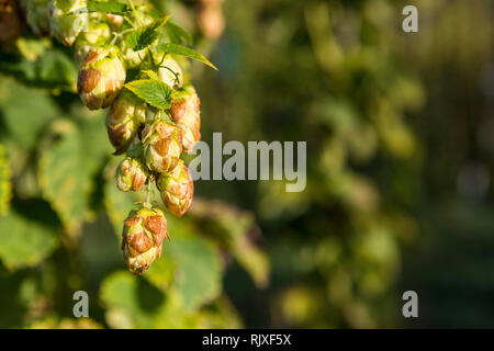 Hop harvest at Larkins brewery, Chiddingstone, Kent Stock Photo