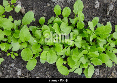 Young radishes in the ground in the garden Stock Photo