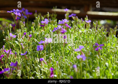 Delicate blue violet flowers. Lobelia. Botanical garden. Sunny day. Summer. Floral background. Selective focus. Stock Photo