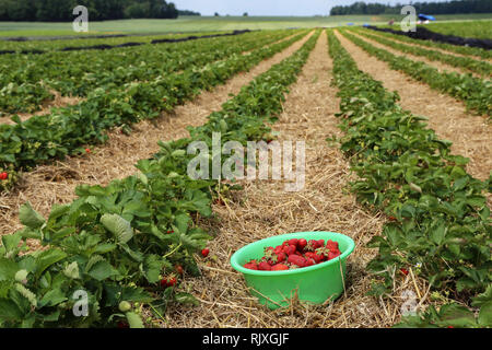 Strawberries / Freshly picked strawberries / Strawberries / Freshly picked strawberries Stock Photo