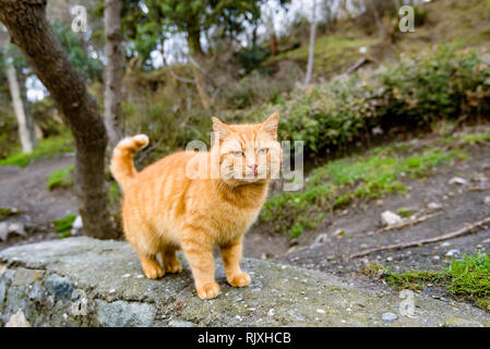 Portrait of cute red street cat in street Stock Photo
