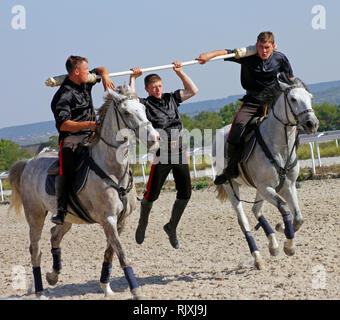 Bold mans riding on a grey horse and perform trick. Stock Photo