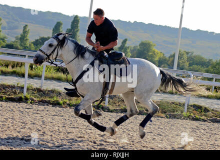 Bold man riding on a grey horse. Stock Photo