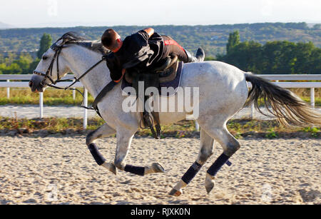 Bold man riding on a grey horse. Stock Photo