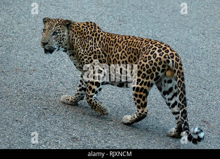 Leopard, male, Panthera Pardus, Nagarhole National park Karnataka, India Stock Photo