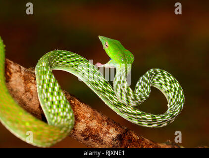 Green Vine Snake, Ahaetulla nasuta Agumbe, Karnataka, India Stock Photo