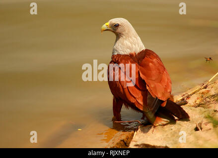 Brahminy Kite, Haliastur indus, Lalbagh, Bangalore, Karnataka, India Stock Photo