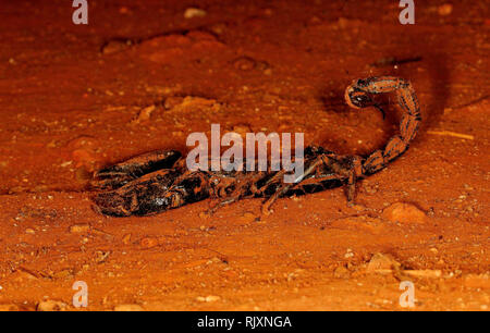 Gaint forest scorpion, Heterometrus indus, Ganeshgudi, Karnataka, India Stock Photo