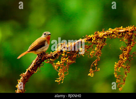 White bellied blue flycatcher, Cyornis pallipes, female, Ganeshgudi, Karnataka, India Stock Photo