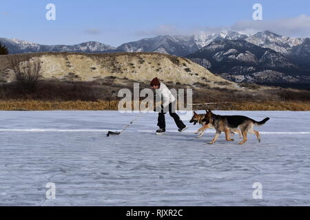 A man practices his stick handling, keeping the puck away from his dogs on a frozen pond in the Canadian Rockies. Stock Photo